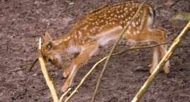 Poznajcie uroczego, nowego mieszkańca płockiego zoo!&hellip;