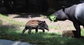 Historyczne narodziny w płockim zoo! [ZDJĘCIA]