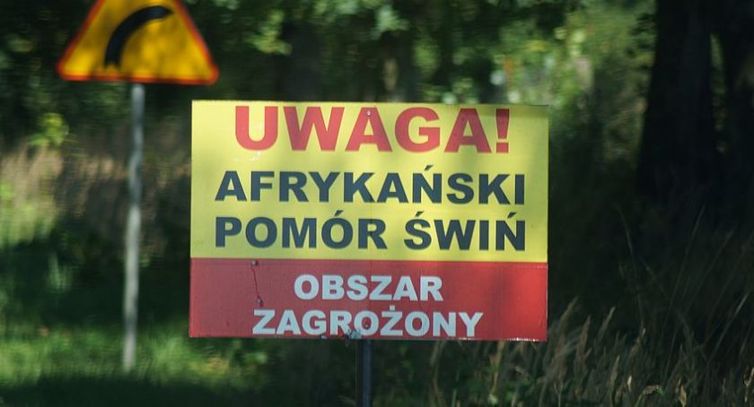 Gminy Ułęż i Nowodwór w obszarze zagrożonym. Ognisko afrykańskiego pomoru świń znajduje się w sąsiednim powiecie 