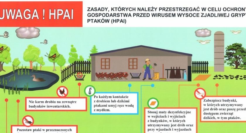 Uwaga na zjadliwy wirus ptasiej grypy 