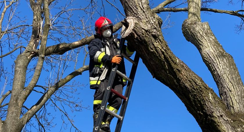 Ryki - kawkę zgubiła ciekawość. Z pomocą przyszli strażacy