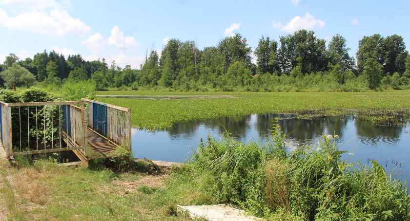 Mieszkańcy skarżą się na zarastający staw. Wygląda jak pole ryżowe