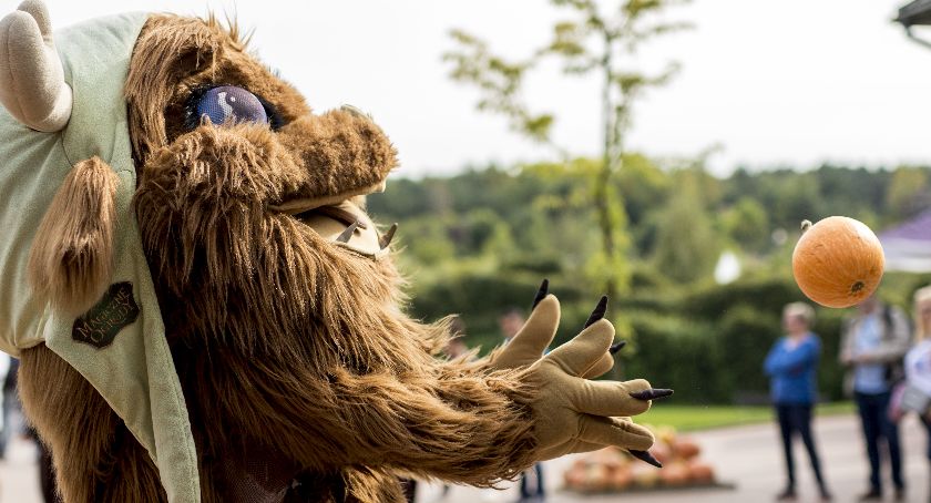 Magiczne Ogrody: Dyniobranie z Mordolem Witkiem
