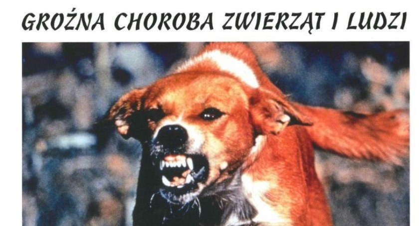 Uwaga! Wścieklizna