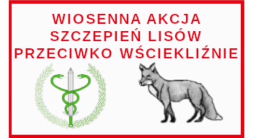 Wiosenna akcja szczepienia lisów przeciw wściekliźnie 