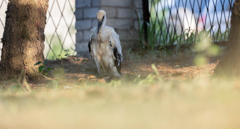 Młody bociek wypadł z gniazda. Potrzebna była pomoc