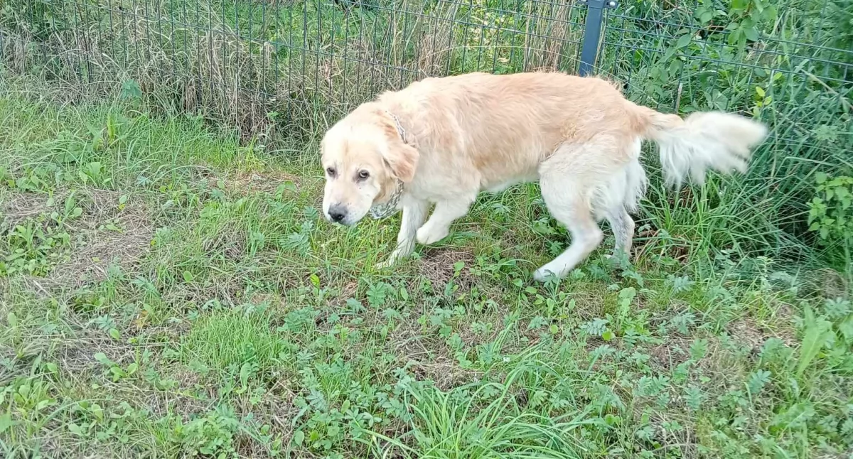 Poszukiwany nowy dom dla dwóch uroczych psiaków: czarnej suczki i golden retrievera