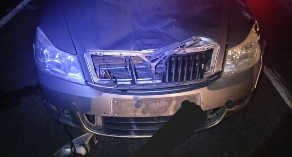 Groźne zderzenie łosia z samochodem w Dęblinie. Auto mocno uszkodzone