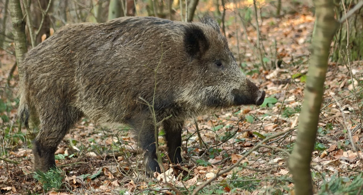 ASF w powiecie ryckim. Stwierdzono ognisko u padłego dzika w gminie Ułęż
