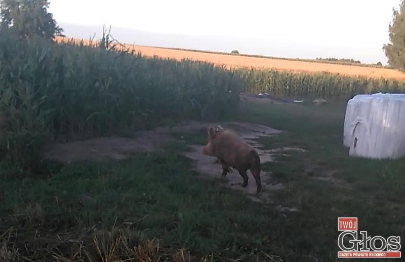 Udomowione dziki chodzą samopas