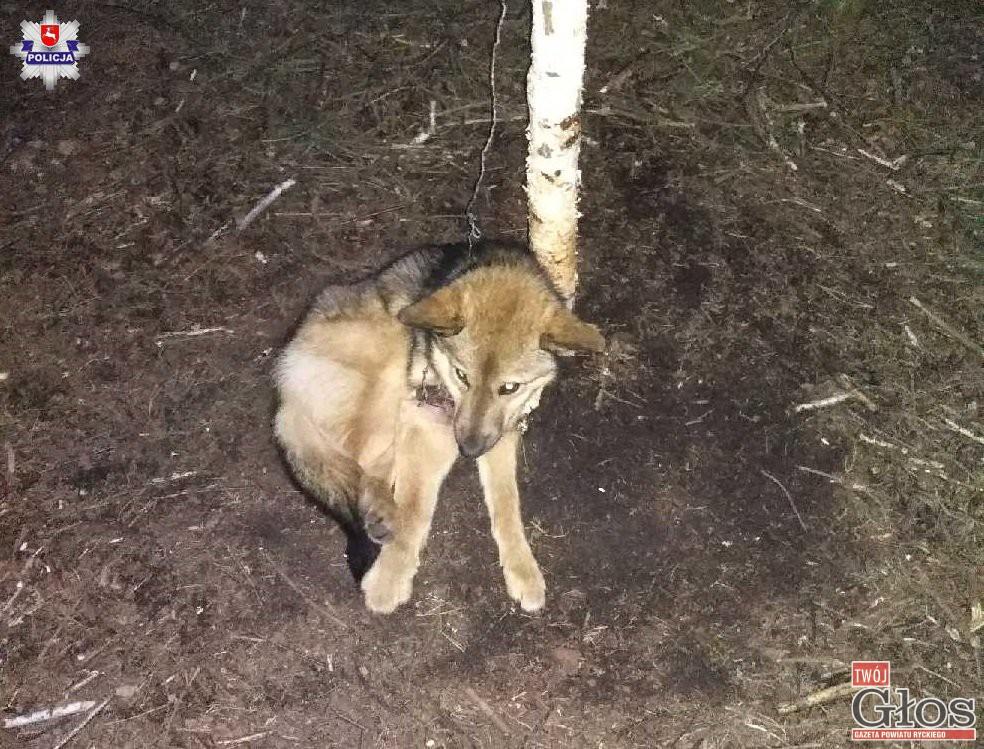 Pies wpadł we wnyki. Pomóż policji znaleźć kłusownika