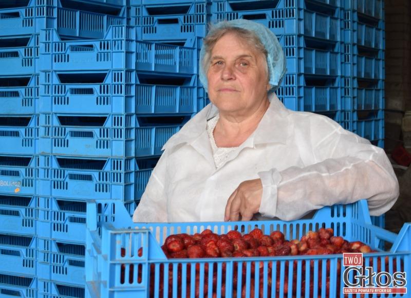 Truskawki drożeją. Duzi plantatorzy zacierają ręce