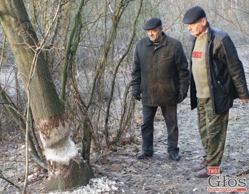 Bobry niszczą 
