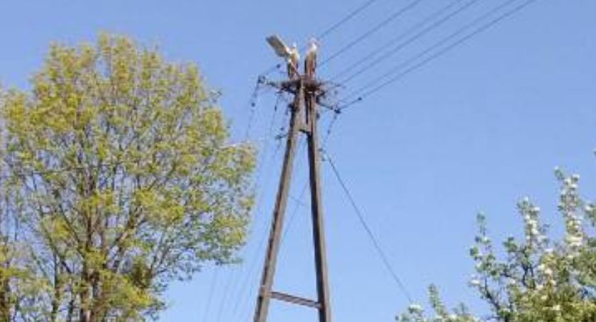 Energetycy zrzucili ze słupa bocianie gniazdo