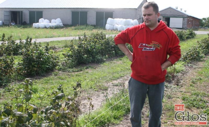 Odszkodowania za suszę to fikcja?
