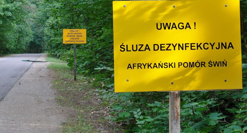 Afrykański pomór świń. Obszary skażone w powiecie ryckim!
