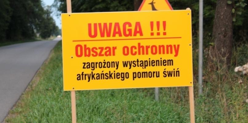 Wirus ASF w Długowoli. Przeciwciała u zastrzelonego dzika