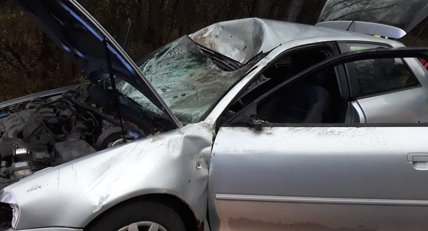 Dzikie zwierzęta na drodze. Trzy wypadki jednego dnia