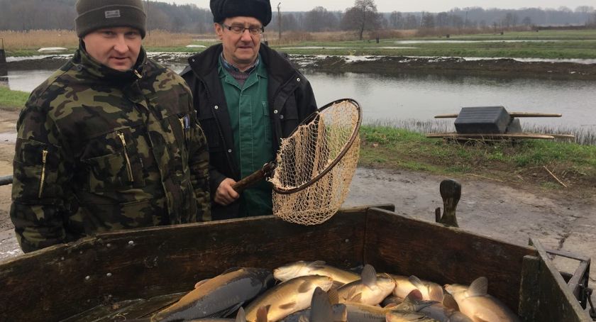 Sobieszyński karp zagości na wigilijnych stołach