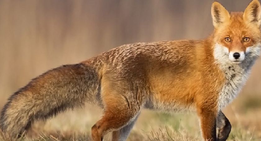 Dęblin: Uważaj na dzikie zwierzęta 