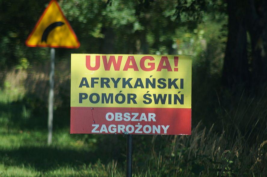 Gmina Ułęż zagrożona ASF