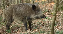 Na wale przeciwpowodziowym w Dęblinie pojawi się bar&hellip;