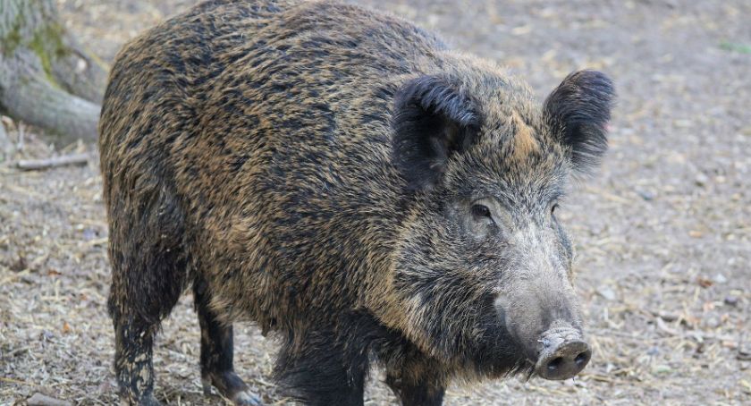 Dziki zadomowiły się w Bożenkowie. Władze apelują, aby dzieci przebywały pod opieką dorosłych