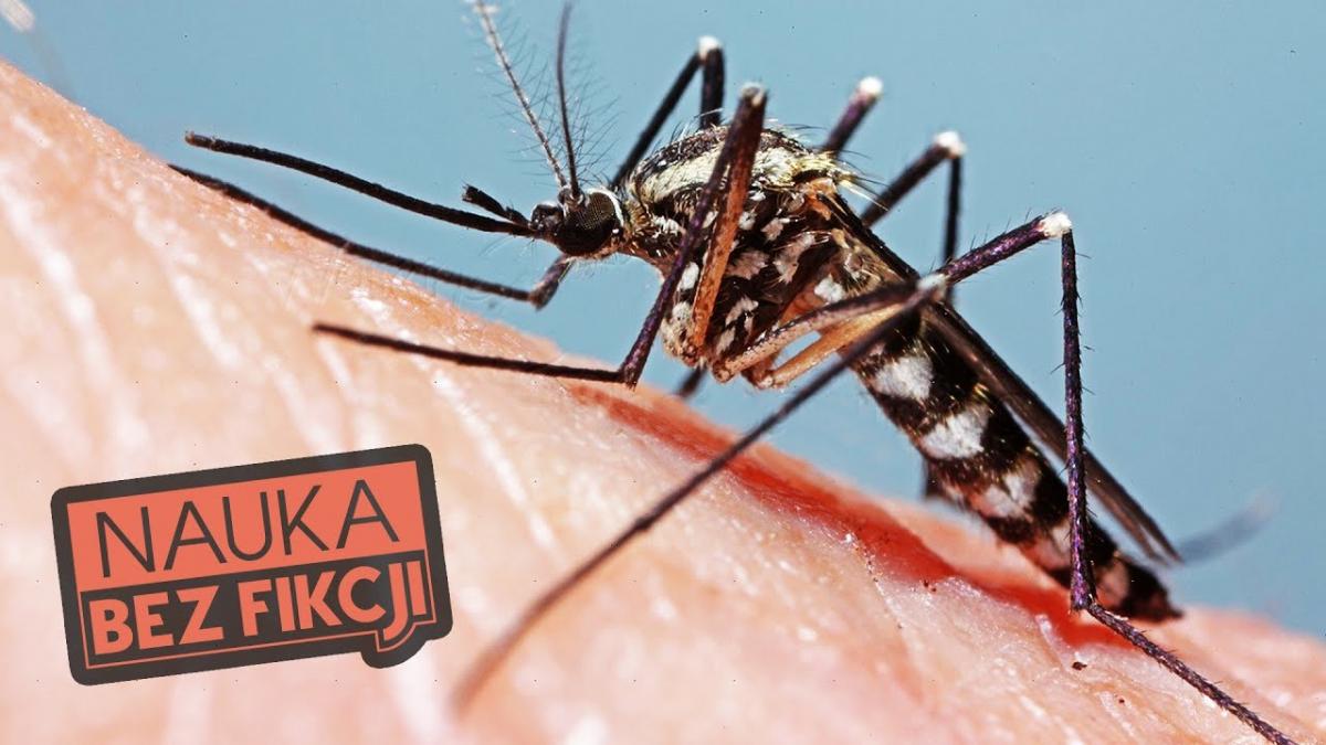 Dlaczego niektórych komary kąsają częściej? Jest na to naukowe wytłumaczenie