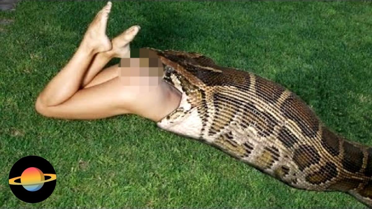 TOP 10: Ludzie, którzy zostali zjedzeni żywcem przez zwierzęta. ZOBACZ