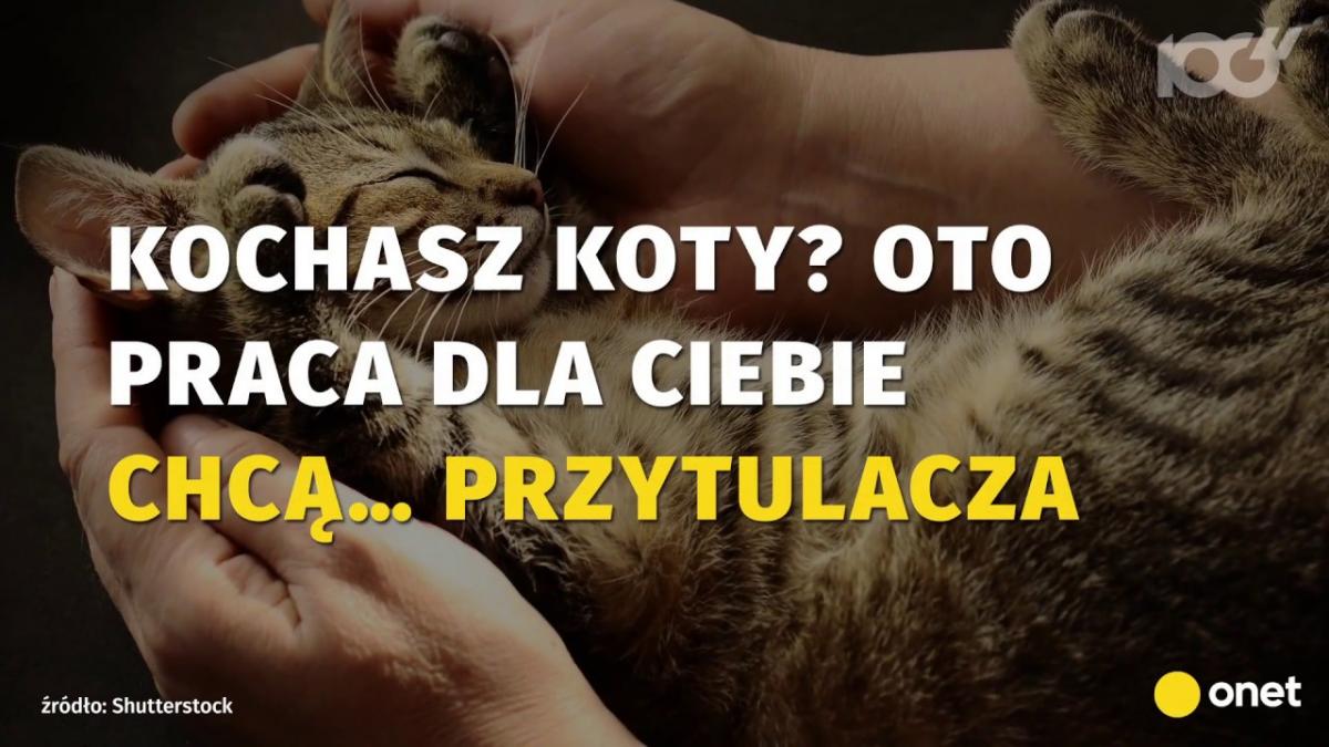 Kochasz koty i lubisz się z nimi bawić? Ta praca będzie dla Ciebie idealna!