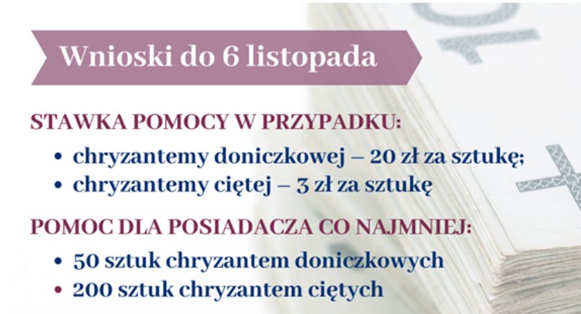 Wnioski o pomoc dla posiadacza chryzantem tylko do piątku