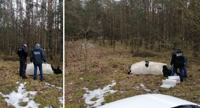 Policjanci i leśnicy odnaleźli agresywnego byka. Zaatakowany przez zwierzę właściciel nie żyje
