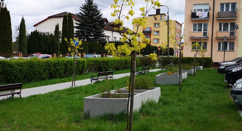 Starostwo Powiatowe dba o zieleń