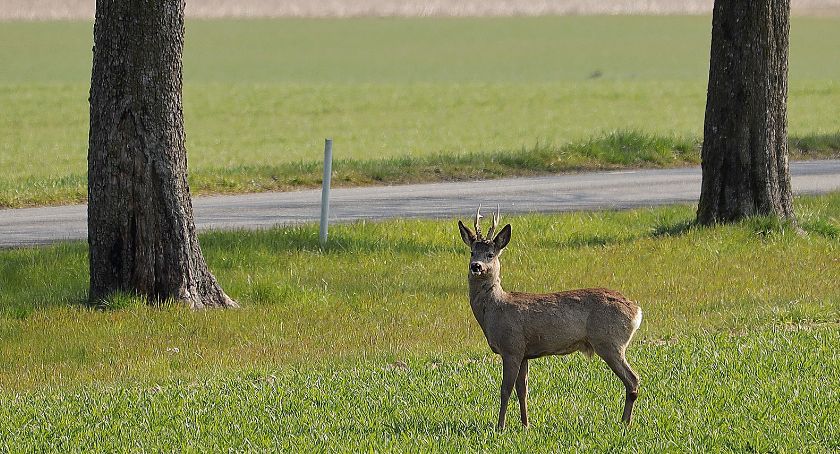 Uwaga na dzikie zwierzęta na drodze. Cztery kolizje na terenie powiatu przasnyskiego