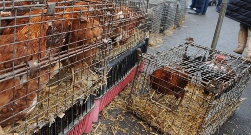 Zakaz sprzedaży i kupna zwierząt domowych na targowiskach