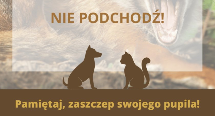 Na terenie województwa mazowieckiego narasta problem wścieklizny