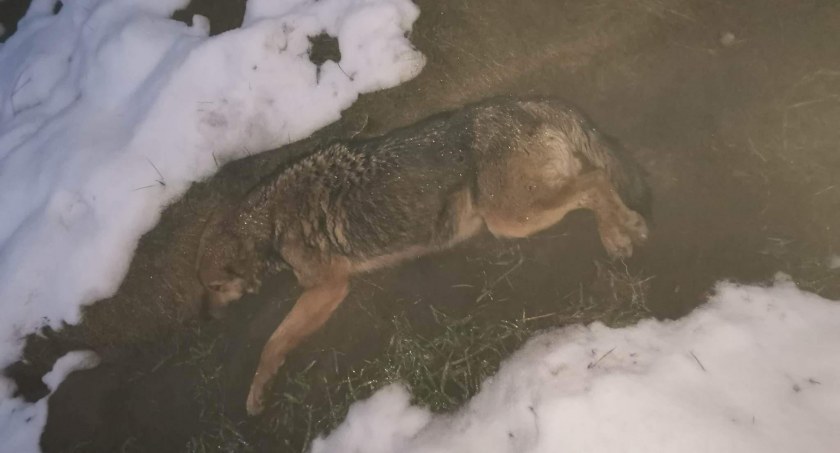 Uwaga! Okolice Przasnysza! Szukamy właściciela dwóch suczek w typie owczarka!