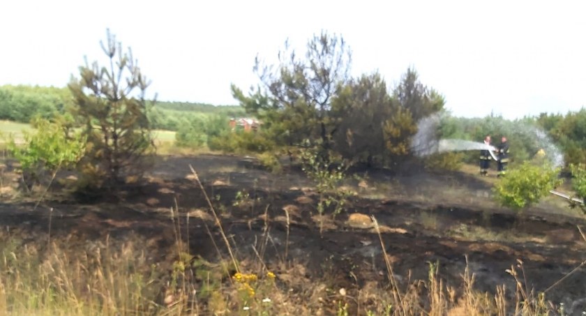 Pożar lasu w gminie Jednorożec