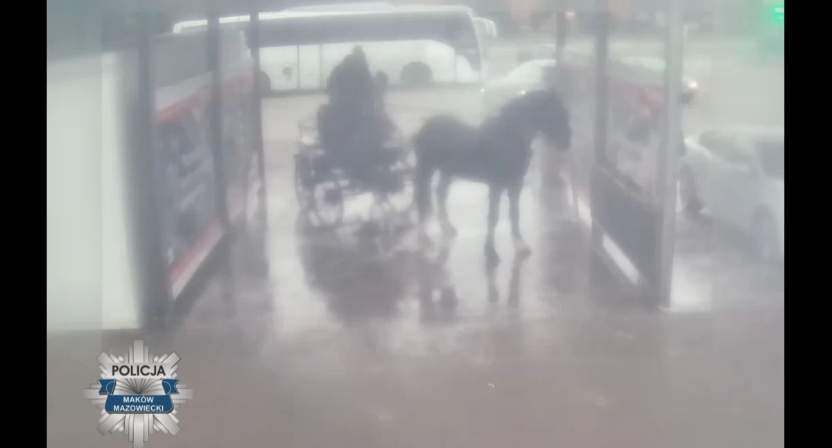 Policjanci wyjaśniają sprawę mycia konia na myjni samochodowej [Wideo]