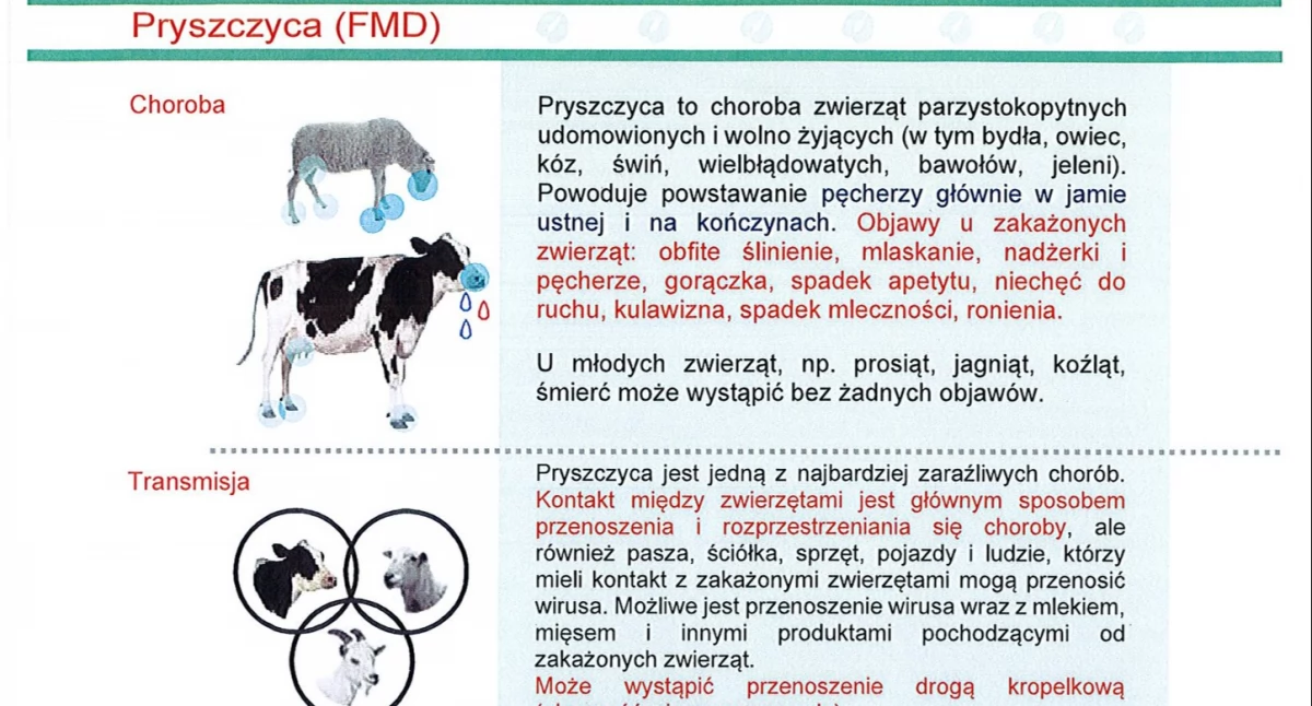Pryszczyca (FMD) u zwierząt