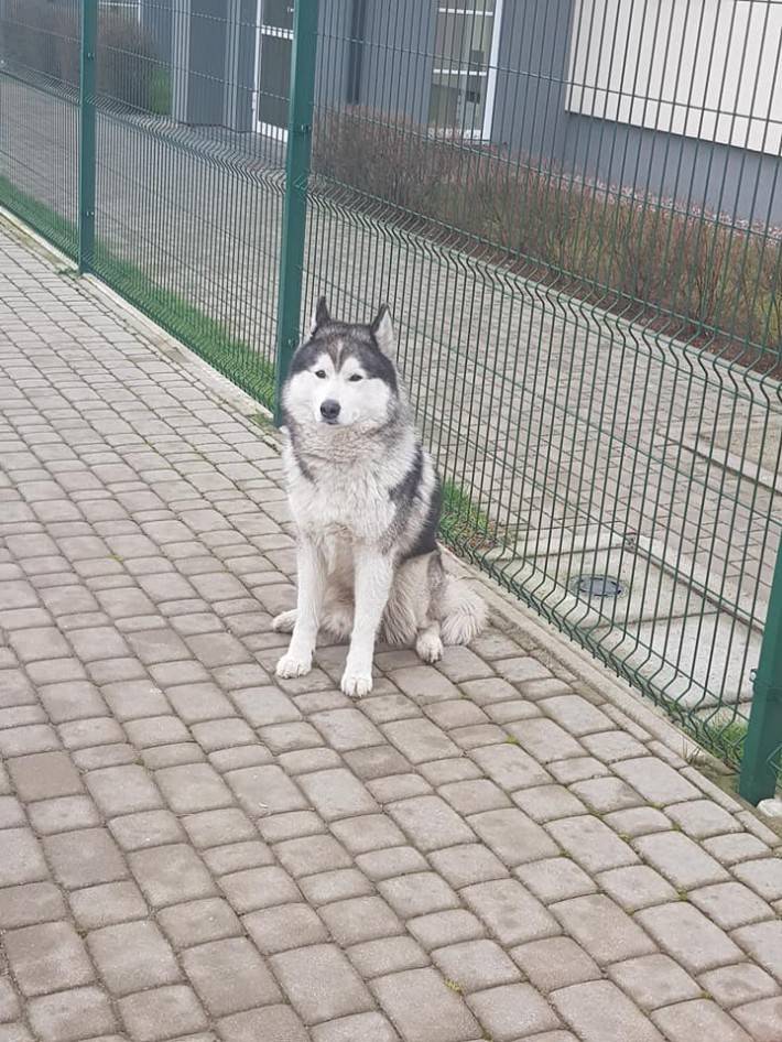 Poszukiwany właściciel pieska