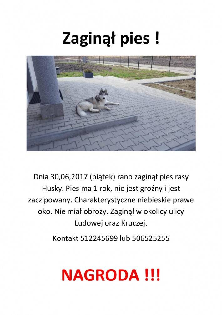 Zaginął pies rasy Husky - prośba o pomoc 