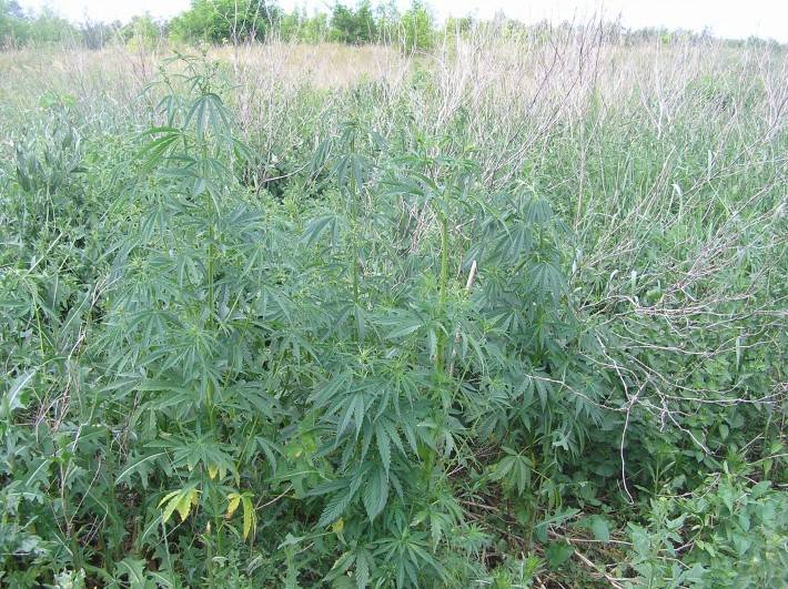 Przasnyscy policjanci zlikwidowali nielegalną plantację marihuany na terenie powiatu przasnyskiego.