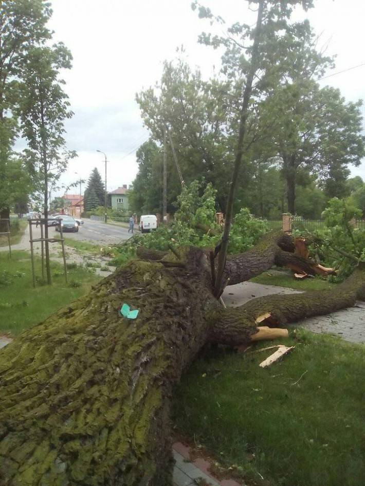 Z OSTATNIEJ CHWILI: Ponad 100 letni dąb szypułkowy uległ całkowitemu wywrotowi (ZDJĘCIA)