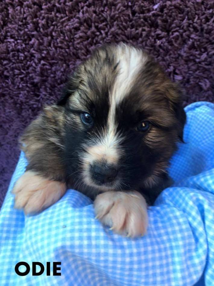 Zwierzaki do adopcji (ZDJĘCIA)