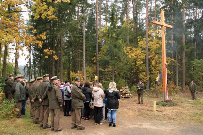 Odnowienie Krzyża na terenie leśnictwa Rycice