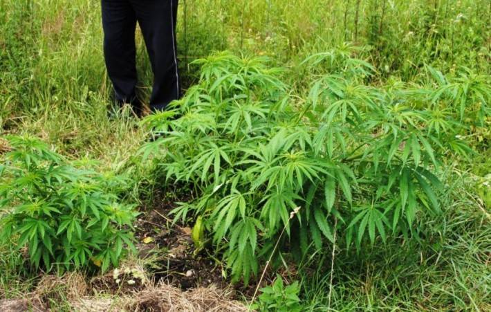 Kolejna plantacja konopi indyjskich zlikwidowana