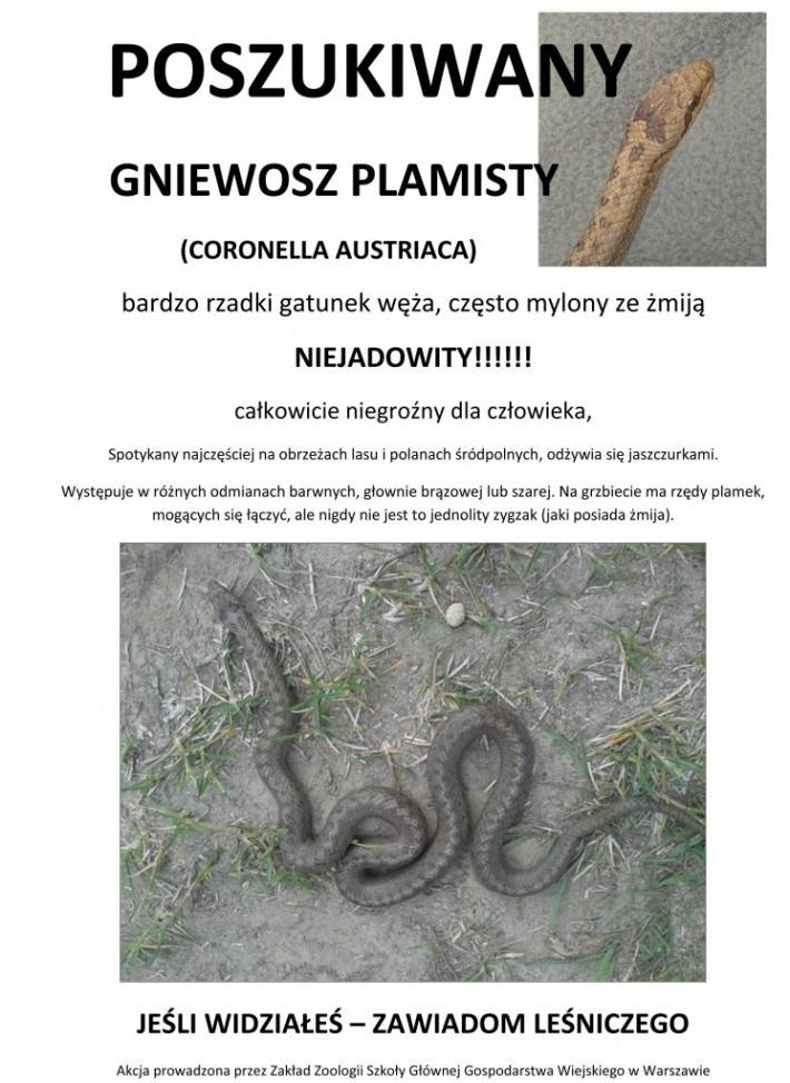 Poszukiwany gniewosz plamisty