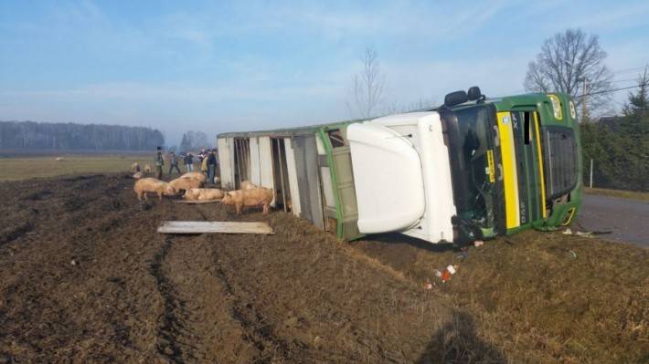 Kolizja samochodu przewożącego tuczniki