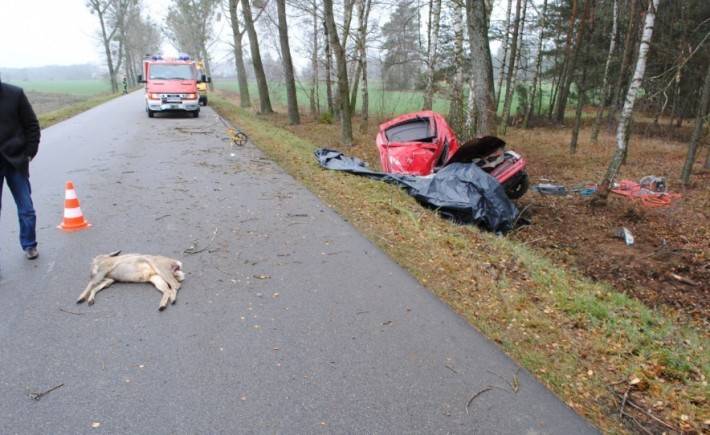Kierowca toyoty zginął przez sarnę